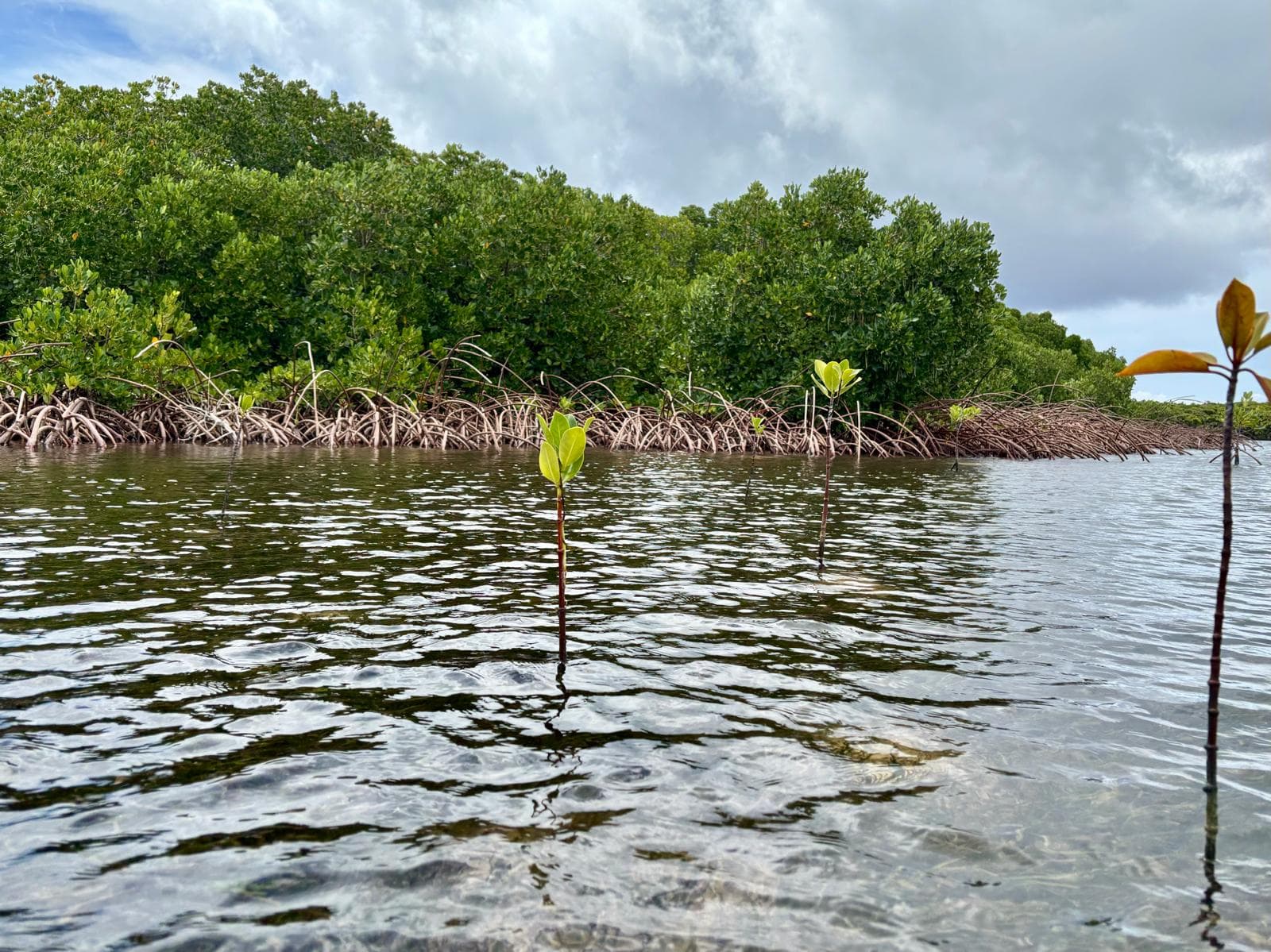 Mangrove